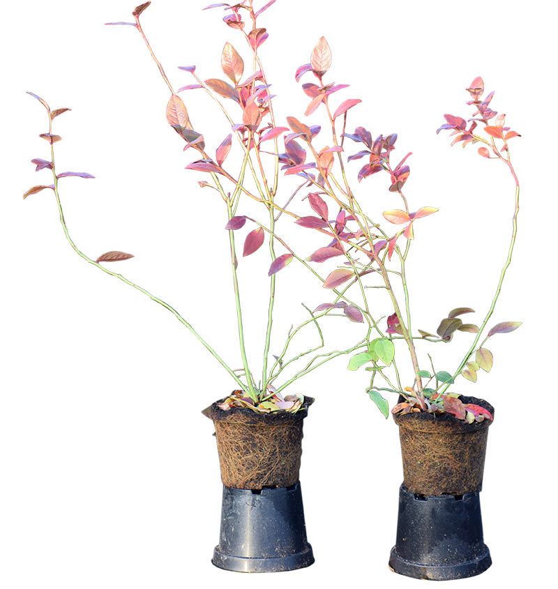 Sadnice borovnica, Borovnice